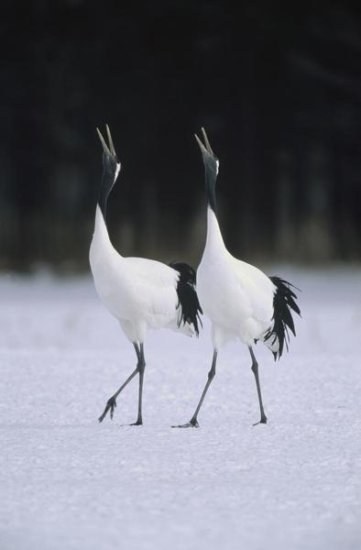 Red-crowned Crane Pair Calling During Courtship Dance, Hokkaido, Japan
