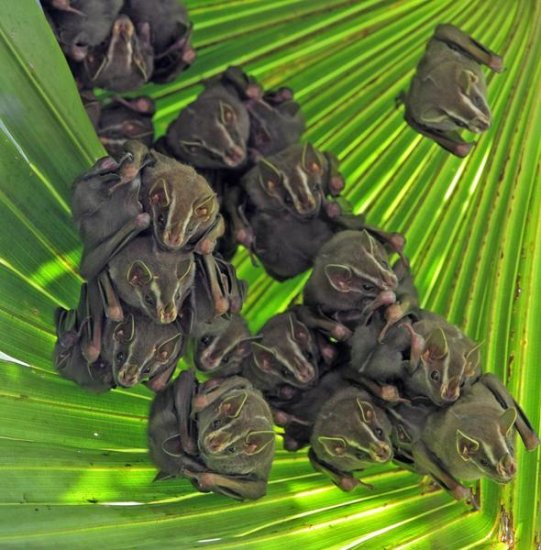 Peters' Tent-making Bat, Panama