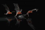 Greater Bulldog Bat Fishing, Smithsonian Tropical Research Station, Barro Colorado Island, Panama