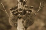 Two Raccoon Babies Climbing a Tree, North America (sepia)