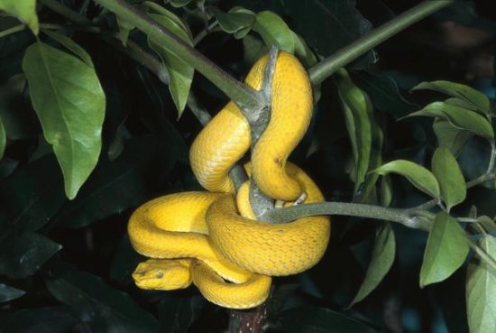 Vemonous McGregor's Pit Viper,  Native to the Philippines