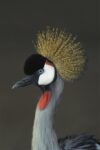 Grey Crowned Crane Portrait, Native to Africa