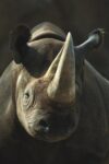 Black Rhinoceros Portrait, Native to Africa