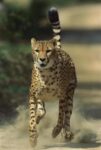 Cheetah Running, Native to Africa