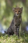 Cheetah Cub Portrait, Native to Africa