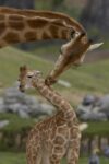 Rothschild Giraffe Mother and Calf Nuzzling, Native to Africa