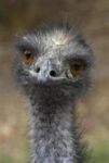 Emu Portrait, Native to Australia