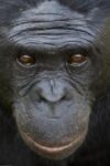 Bonobo Portrait, Native to Africa