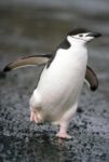 Chinstrap Penguin , Deception Island, Antarctica