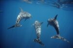 Bottlenose Dolphin trio Underwater, Galapagos Islands, Ecuador