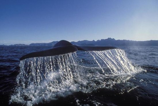 Ble Whale Tail, Sea of Cortez, Baja California, Mexico