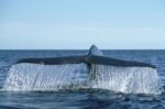 Ble Whale Tail, Sea of Cortez, Baja California, Mexico