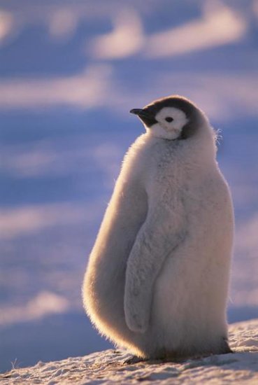 Emperor Penguin Chick, Princess Martha Coast, Weddell Sea, Antarctica