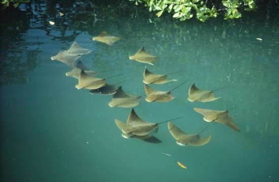 Golden Cownose Rays Schooling in Mangrove Lagoon, Galapagos Islands, Ecuador