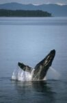 Humpback Whale Breaching, Southeast Alaska