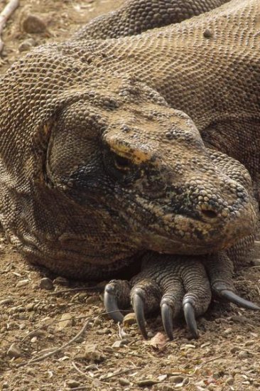 Komodo Dragon Male Basking, Komodo NP, Komodo Island, Indonesia