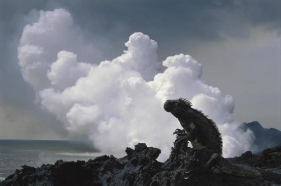 Marine Iguana and Steam from New Lava Flow, Cape Hammond, Galapagos Islands