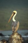 Brown Pelican, Urvina Bay, Isabella Island, Galapagos Islands, Ecuador