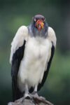 King Vulture Portrait,Tambopata River, Peruvian Amazon