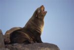 Galapagos Fur Seal Calling for Her Pup, Cape Hammond, Galapagos Islands
