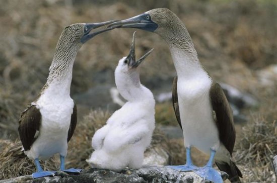 Blue-footed Booby Family on Nest, Galapagos Islands, Ecuador