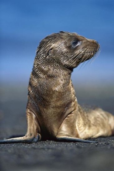 Galapagos Sea Lion Pup Awaiting Mother's Return, Galapagos Islands, Ecuador