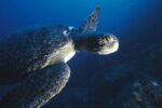 Green Sea Turtle, Cousin's Island, Galapagos Islands, Ecuador