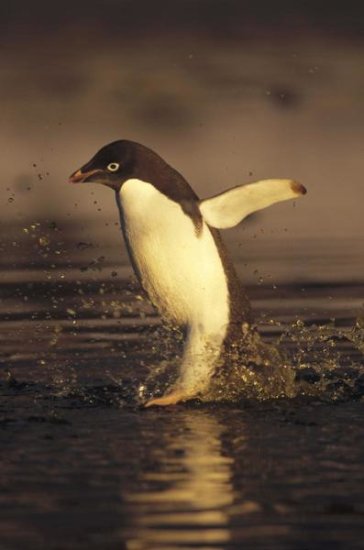 Adelie Penguin Commuting, Cape Adare, Ross Sea, Antarctica