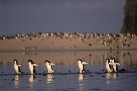 Adelie Penguin Group Commuting, Cape Adare, Ross Sea, Antarctica