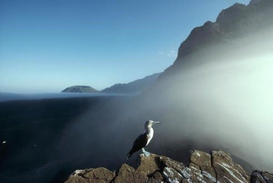 Blue-footed Booby, Vicente Roca, Galapagos Islands, Ecuador