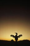 Flightless Cormorant Drying Wings, Galapagos Islands, Ecuador