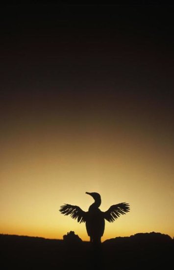 Flightless Cormorant Drying Wings, Galapagos Islands, Ecuador