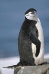 Chinstrap Penguin , Half Moon Island, South Shetland Islands, Antarctica