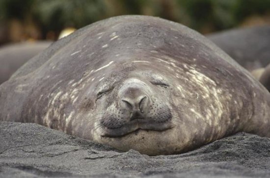 Southern Elephant Seal Bull Sleeping, Gold Harbor, South Georgia Island