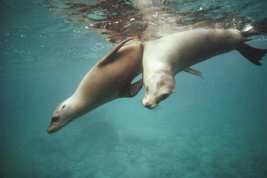 California Sea Lion Juveniles Playing, Sea of Cortez, Mexico