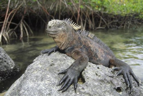 Marine Iguana Clings to Lava Rock, Academy Bay, Galapagos Islands, Ecuador