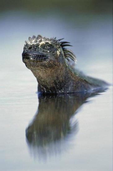 Marine Iguana, Punta Espinosa, Galapagos Islands, Ecuador