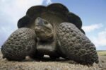 Galapagos Giant Tortoise on Caldera Rim, Alcedo Volcano, Galapagos Islands