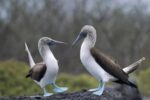Blue-footed Booby Courtship Dance, Galapagos Islands, Ecuador