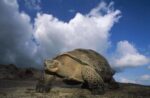 Galapagos Giant Tortoise on Caldera Rim, Alcedo Volcano, Galapagos Islands