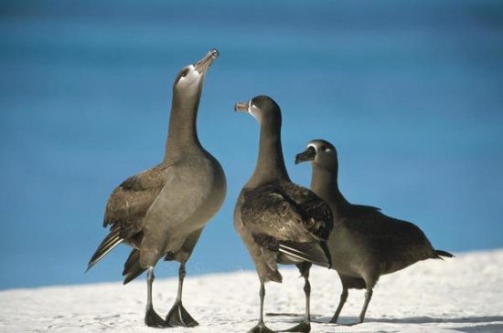 Black-footed Albatross Gamming Group, Midway Atoll, Hawaii