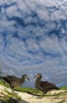 Black-footed Albatross Courtship Dance, Midway Atoll, Hawaii