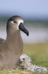 Black-footed Albatross Guarding Young Chick, Midway Atoll, Hawaii