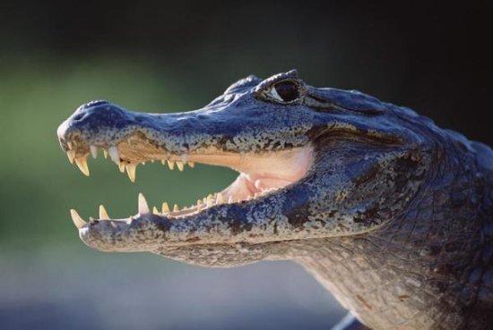 Jacare Caiman Portrait