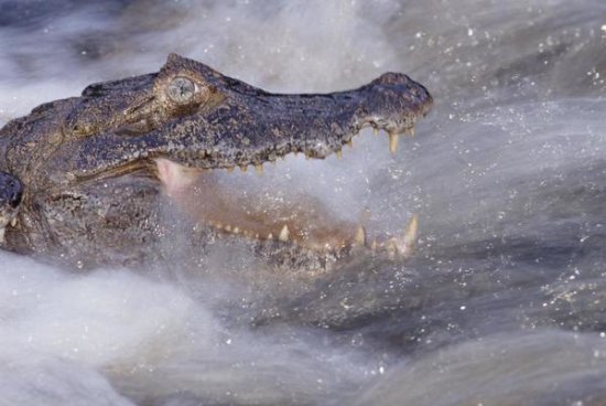 Jacare Caiman Fishing in Rushing River, Pantanal, Brazil