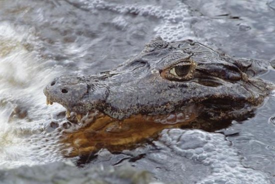 Jacare Caiman Fishing in Rushing River, Pantanal, Brazil