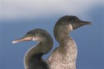 Flightless Cormorant Pair, Galapagos Islands, Ecuador