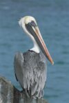 Brown Pelican Adult in Resplendent Breeding Colors, Galapagos Islands