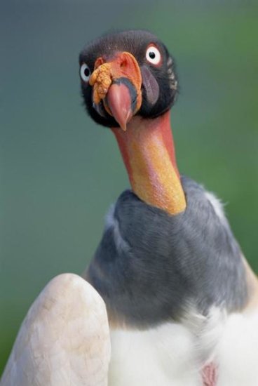 King Vulture, Cerro Chaparri, Peru