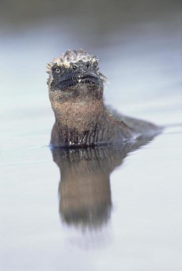 Marine Iguana in Tidal Shallows, Galapagos Islands, Ecuador